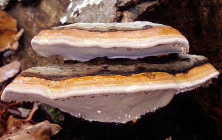    Fomitopsis pinicola